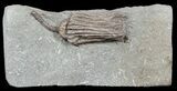 Crinoid (Dizygocrinus) Fossil - Warsaw Formation, Illinois #45568-2